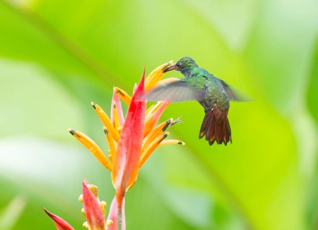 Hotel Catarata Rio Celeste Bijagua Eksteriør billede