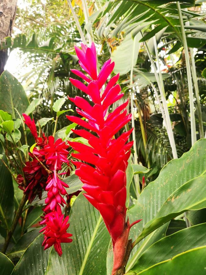 Hotel Catarata Rio Celeste Bijagua Eksteriør billede